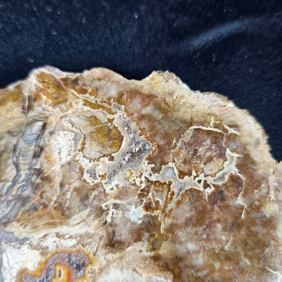 Petrified Wood Slab - Picture 3 of 8